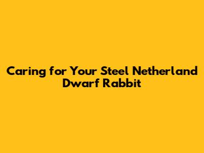 Caring for Your Steel Netherland Dwarf Rabbit