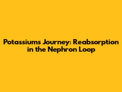 Potassium's Journey: Reabsorption in the Nephron Loop